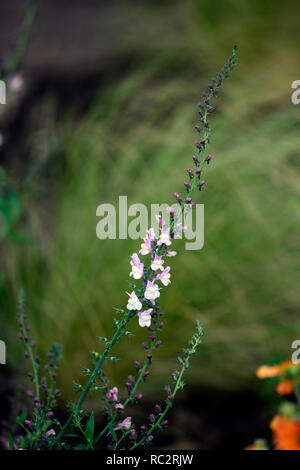 Linaria wählen Park, Toadflax, Lila Lila Blumen, Stiele, Türme, snapdragon, RM Floral Stockfoto