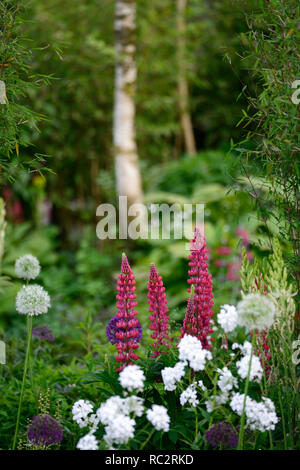 Lupinus Meisterwerk, Lupin Meisterwerk, Lupinen, Blume, Blumen, Blüte, raceme, Blütenstände, mehrjährig, RM Floral Stockfoto