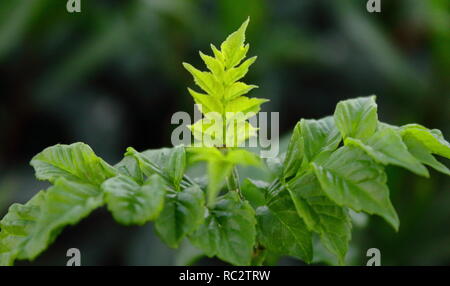 Rama verde en Primavera. grünen Zweig im Frühjahr Stockfoto