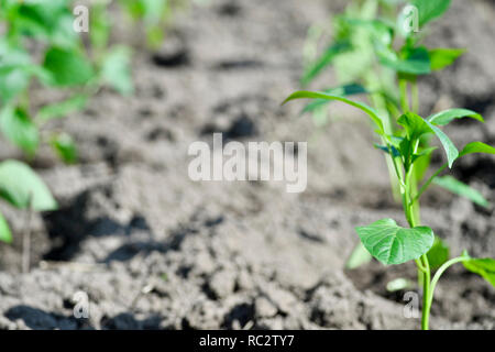 Junge grüne Keimlinge von Pfeffer Sämlinge sind in einem Gewächshaus in der offenen Boden Der Boden gepflanzt. Das Konzept der Landwirtschaft. Hintergrund. Stockfoto