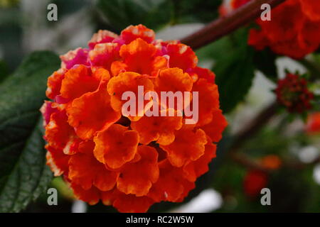 Flor roja Makro Makro rote Blume Stockfoto