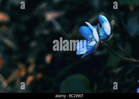 Zwei blaue Blüten der Anemone hepatica seitwärts in den Wald Stockfoto