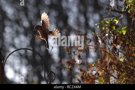 Haussperling Landung auf Bird Feeder Stockfoto