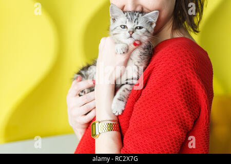 Mädchen in einem roten Pullover hält ein gestreiftes Kätzchen auf ihre Hände auf gelbem Hintergrund Stockfoto