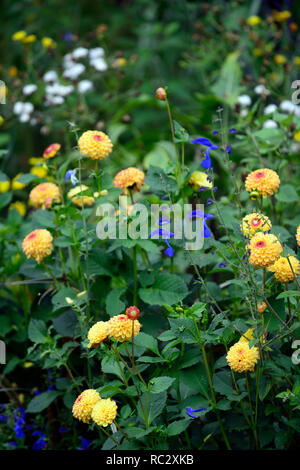 Dahlie Sunny Boy, gelbe Blumen, Kugel, Ball Dahlie Dahlien, Salvia patens Guanajuato, Enzian, Salbei, salvias, intensiv blaue Blumen, Blüte, mehrjährig, RM Flo Stockfoto