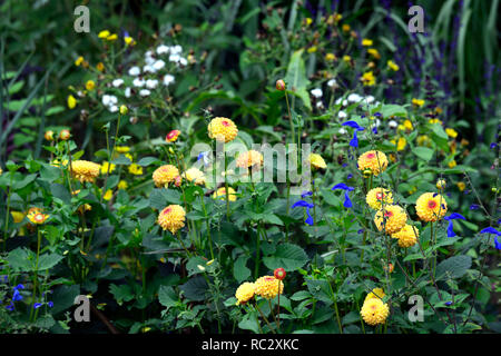 Dahlie Sunny Boy, gelbe Blumen, Kugel, Ball Dahlie Dahlien, Salvia patens Guanajuato, Enzian, Salbei, salvias, intensiv blaue Blumen, Blüte, mehrjährig, RM Flo Stockfoto