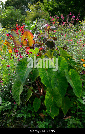 Colocasia rosa China, Lilium Red Velvet, Lupinus coronaria Gärtner Welt, geum totally Tangerine, Roldana petasitis ssp cristobalensis, rote Endivie Samt Stockfoto