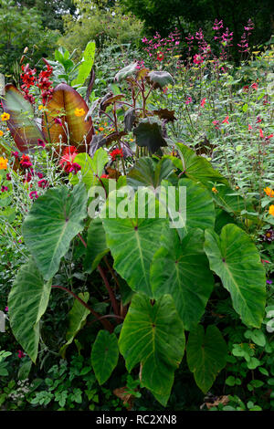 Colocasia rosa China, Lilium Red Velvet, Lupinus coronaria Gärtner Welt, geum totally Tangerine, Roldana petasitis ssp cristobalensis, rote Endivie Samt Stockfoto