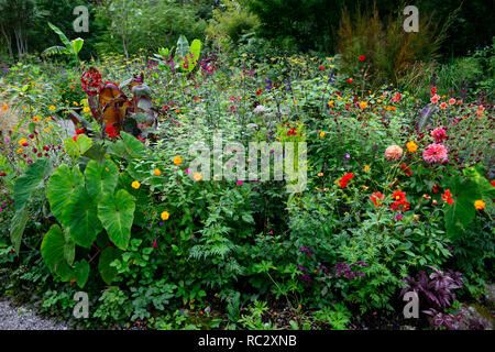 Colocasia rosa China, Lilium Red Velvet, Lupinus coronaria Gärtner Welt, geum totally Tangerine, Roldana petasitis ssp cristobalensis, rote Endivie Samt Stockfoto