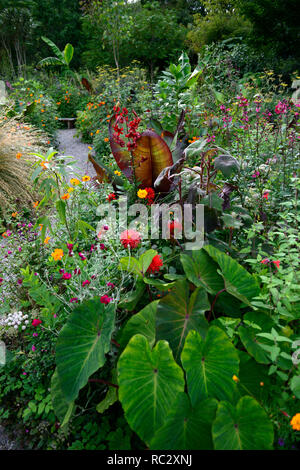 Colocasia rosa China, Lilium Red Velvet, Lupinus coronaria Gärtner Welt, geum totally Tangerine, Roldana petasitis ssp cristobalensis, rote Endivie Samt Stockfoto