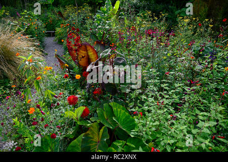 Colocasia rosa China, Lilium Red Velvet, Lupinus coronaria Gärtner Welt, geum totally Tangerine, Roldana petasitis ssp cristobalensis, rote Endivie Samt Stockfoto