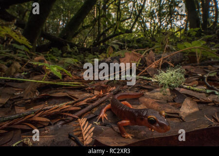 Ensatina eschscholtzii xanthoptica, Yellow-eyed Ensatina, die Unterart dieser Salamander rund um die Bay Area in CA. Stockfoto