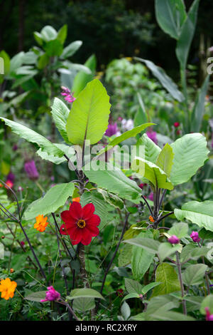 Dahlie Sämling, Tiefrot, Wein farbig, Kreuzkraut Bush, Baccharis halimifolia, Mix, Gemischt, Pflanzen, Blätter, Laub, RM Floral Stockfoto