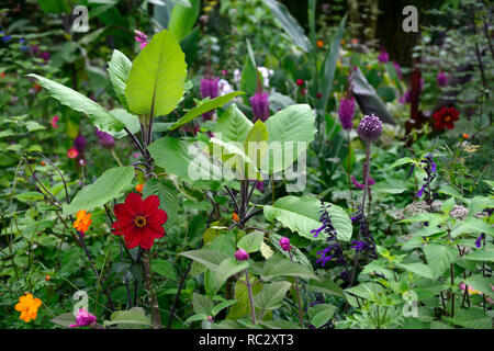 Dahlie Sämling, Tiefrot, Wein farbig, Kreuzkraut Bush, Baccharis halimifolia, Mix, Gemischt, Pflanzen, Blätter, Laub, RM Floral Stockfoto