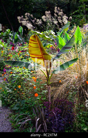 Musa sikkimensis Bengal Tiger, Chionochloa rubra, Bengal Tiger Sikkim Banana, tropisch, exotisch, Bett, Grenze, Garten, RM Floral Stockfoto