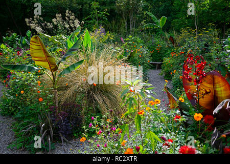 Musa sikkimensis Bengal Tiger, Chionochloa rubra, Bengal Tiger Sikkim Banana, tropisch, exotisch, Bett, Grenze, Garten, RM Floral Stockfoto