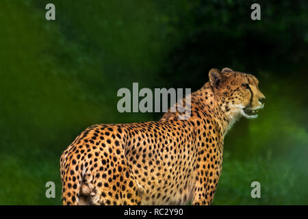 Nahaufnahme eines Geparden (Acinonyx jubatus) vor einem grünen Hintergrund. Stockfoto