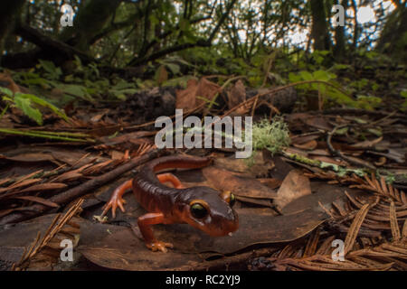 Ensatina eschscholtzii xanthoptica, Yellow-eyed Ensatina, die Unterart dieser Salamander rund um die Bay Area in CA. Stockfoto