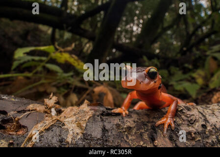 Ensatina eschscholtzii xanthoptica, Yellow-eyed Ensatina, die Unterart dieser Salamander rund um die Bay Area in CA. Stockfoto