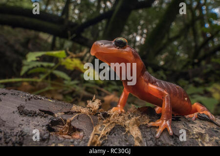 Ensatina eschscholtzii xanthoptica, Yellow-eyed Ensatina, die Unterart dieser Salamander rund um die Bay Area in CA. Stockfoto