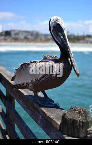 Eine Große Rohrdommel sitzt auf dem Oceanside Pier in Kalifornien. Stockfoto