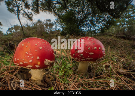 Fly agaric Pilze (Amanita muscaria) eine giftige Fliegenpilz Arten über viel von der Welt zu finden. Wild wachsen im Park in Kalifornien. Stockfoto