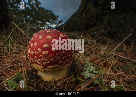 Agaric Pilz (Amanita muscaria) eine giftige Fliegenpilz Arten über viel der Welt fliegen. Wild wachsen im Park in Kalifornien. Stockfoto