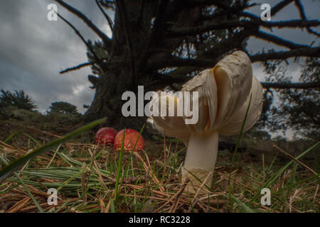 Fly agaric Pilze (Amanita muscaria) eine giftige Fliegenpilz Arten über viel von der Welt zu finden. Wild wachsen im Park in Kalifornien. Stockfoto