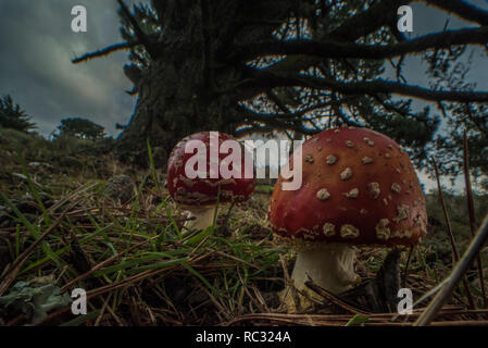 Fly agaric Pilze (Amanita muscaria) eine giftige Fliegenpilz Arten über viel von der Welt zu finden. Wild wachsen im Park in Kalifornien. Stockfoto