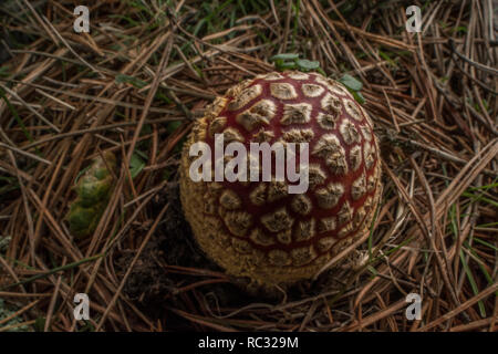 Fly agaric Pilz (Amanita muscaria) eine giftige Fliegenpilz Arten von oben gesehen. Wild wachsen im Park in Kalifornien. Stockfoto