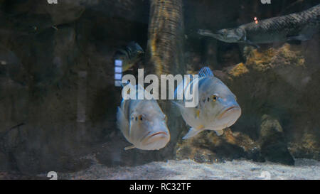 Zwei silberne Fische schwimmen im großen Aquarium. Unterwasser Hintergrund Stockfoto