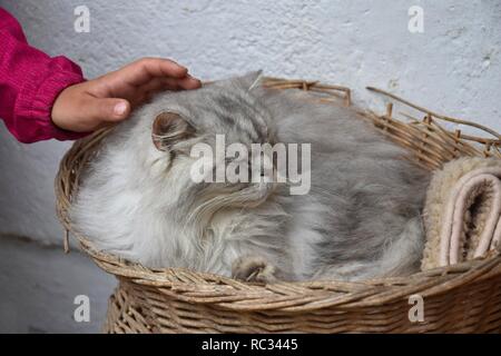 Eines Kindes Hand streichelt ein silber tabby Perser Katze, in einem Korb liegen. Stockfoto