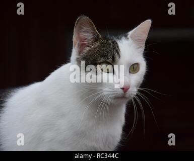 Porträt einer Hauskatze, bi-farbigen, Weiß und Tabby, mit grünen Augen. Der dunkle Hintergrund. Die Katze ist aufmerksam. Stockfoto