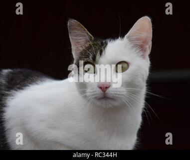 Porträt einer Hauskatze, bi-farbigen, Weiß und Tabby, mit grünen Augen. Der dunkle Hintergrund. Die Katze ist aufmerksam. Stockfoto