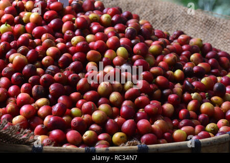 Rote Kaffeekirschen Stockfoto
