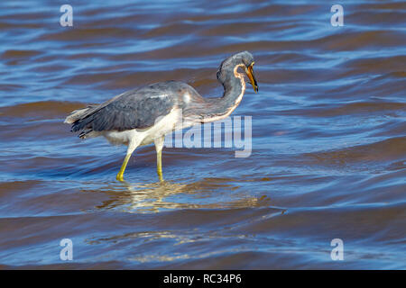 Dreifarbige Heron. Egretta tricolor Pelecaniformes (ardeidae) Cockburn, Grand Turk, Turks- und Caaicos Inseln. Stockfoto