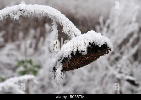 Close-up verwelkte Sonnenblumen im Winter bedeckt mit rime Eis Stockfoto