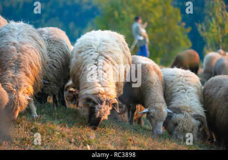 Herde von Schafen und shepperd im Hintergrund Stockfoto