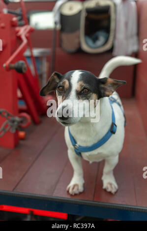 Jack Russell Terrier Hund stehen auf der Rückseite der Oldtimer in Preston Steam Rally Stockfoto