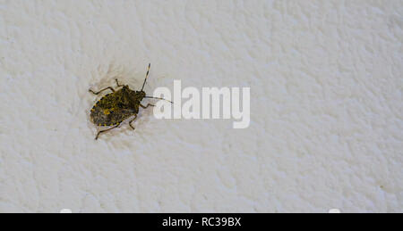 Fleckige shield Bug in Nahaufnahme, eine gemeinsame Fehler in Europa, die versuchen, in ihrem Haus im Winter für den Ruhezustand zu stinken Stockfoto