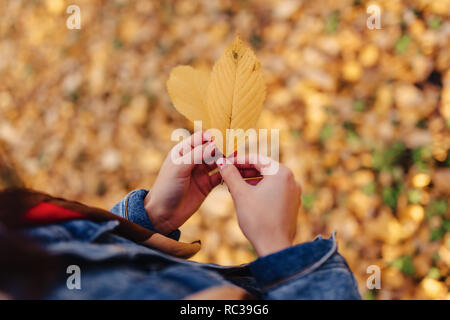 Mädchen nehmen in den Händen gelbe Blätter Wanderungen im Herbst sonnige Stadt Stockfoto