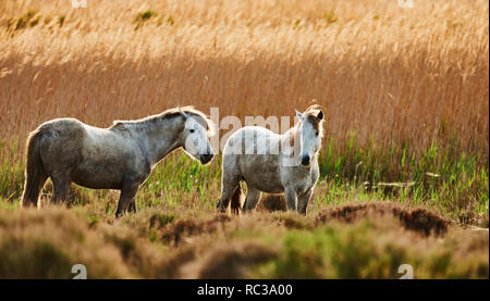 Zwei junge Weiße der Camargue Pferde frei Stockfoto