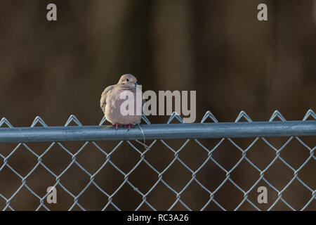 Mourning Dove thront am Zaun. Stockfoto