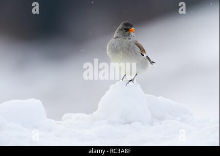 Weiß-winged Snowfinch fotografiert im Winter auf Schnee Stockfoto