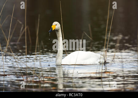 Schwan schwimmt auf dem frischen Wasser der schönen Finnische See Stockfoto