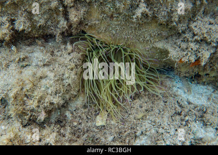 Snakelocks Anemone. Anemonia viridis. Einzelne große Muster in Felsspalte. Tyrrhenische Meer. Sardinien. Italien. Stockfoto