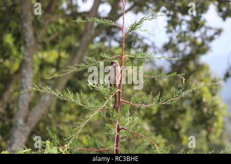 Gesprenkelte mousebird (Colius striatus) auf Zweig, Bwindi Nationalpark, Uganda, Afrika Stockfoto