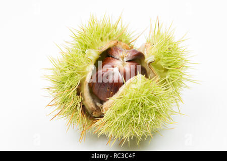 Eine geöffnete Edelkastanie, Castanea sativa, stacheligen Kapsel und drei Kastanien im Inneren, die unter einem Kastanienbaum wachsen im Wald auf einem whit gefunden wurde. Stockfoto