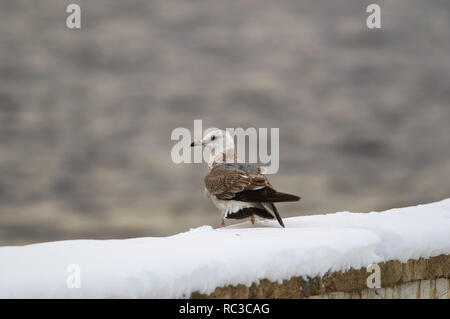Lonely Sturmmöwe (Larus canus) sitzt in den Schnee auf den Beton Zaun der Bahndamm der großen Wolga. Stockfoto