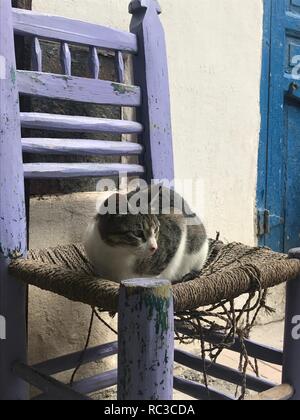 Katze auf alten Stuhl sitzen in Marokko Stockfoto